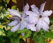Clematis, Claire de Lune