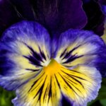 Pansy, Delta Premium Blue Morpho