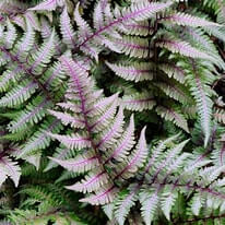 Fern, Red Beauty