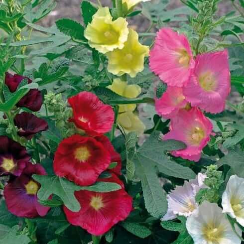 Hollyhock, Las Vegas