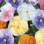 Pansy, Delta Watercolors Mix