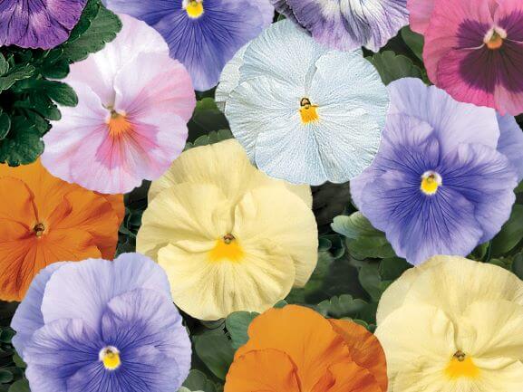 Pansy, Delta Watercolors Mix
