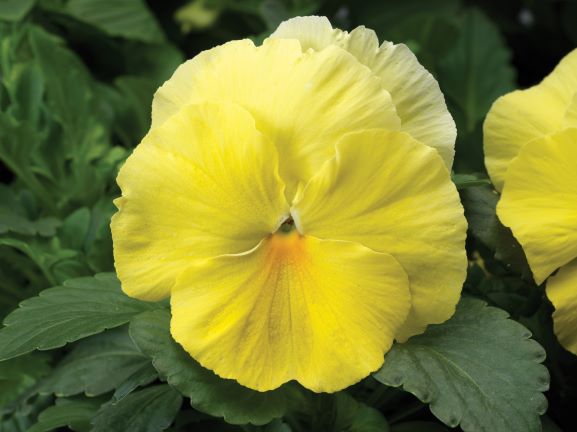 Pansy, Colossus Lemon Shades