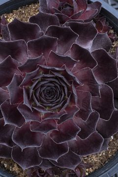 Hen & Chicks, Onyx