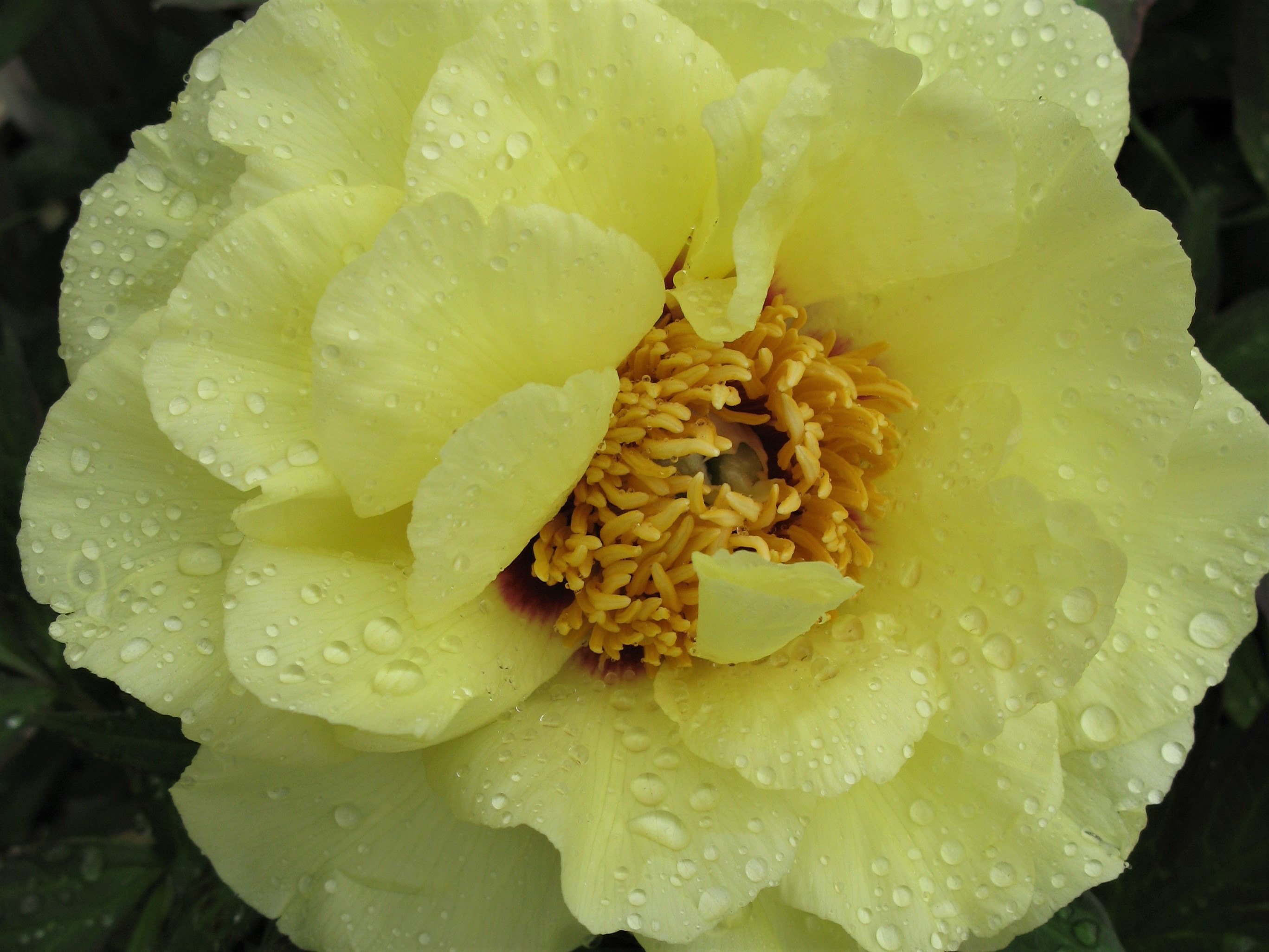 Peony, High Noon Tree
