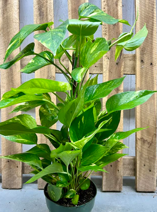 Pothos, Golden