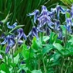 Clematis, Blue Ribbons