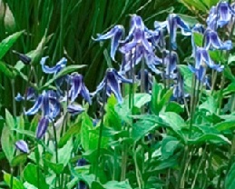 Clematis, Blue Ribbons