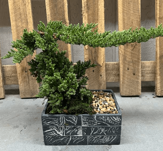 Bonsai
