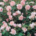 Climbing Rose, Colette