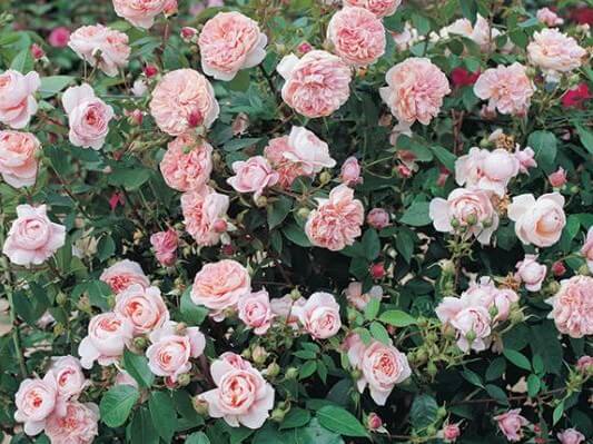 Climbing Rose, Colette