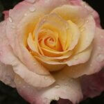 Floribunda Rose, Day Breaker