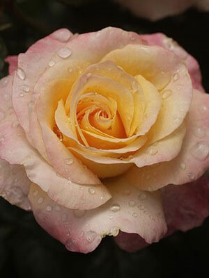 Floribunda Rose, Day Breaker