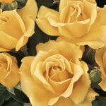 Floribunda Rose, Easy Going