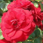 Floribunda Rose, Lava Flow