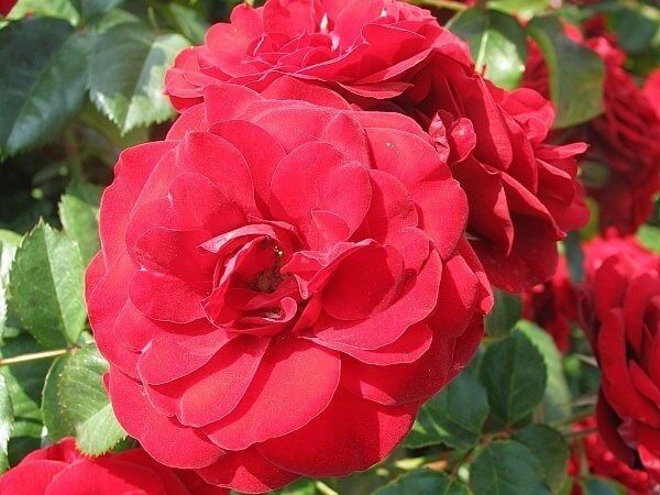 Floribunda Rose, Lava Flow