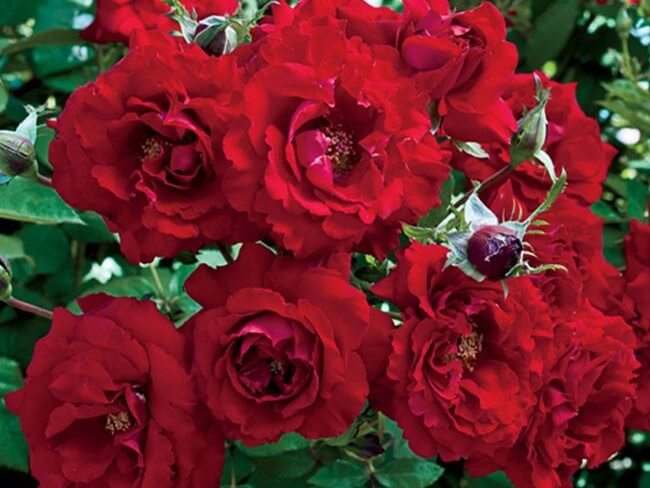 Floribunda Rose, Oh My!