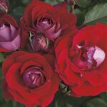 Floribunda Rose, Take it Easy