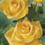 Grandiflora Rose, Gold Medal