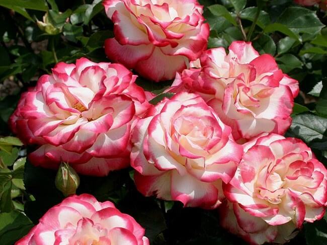 Grandiflora Rose, Cherry Parfait