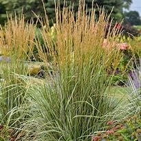 Grass, Feather Reed Hello Spring