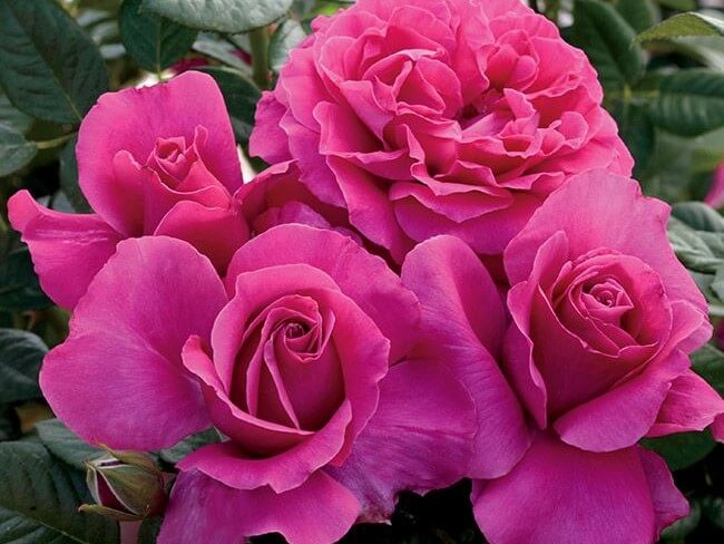 Hybrid Tea Rose, Pretty Lady