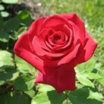 Hybrid Tea Rose, Veteran's Honor