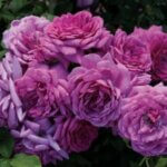 Miniature Rose, Life's Little Pleasures