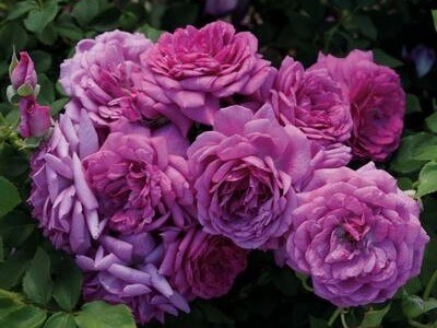 Miniature Rose, Life's Little Pleasures