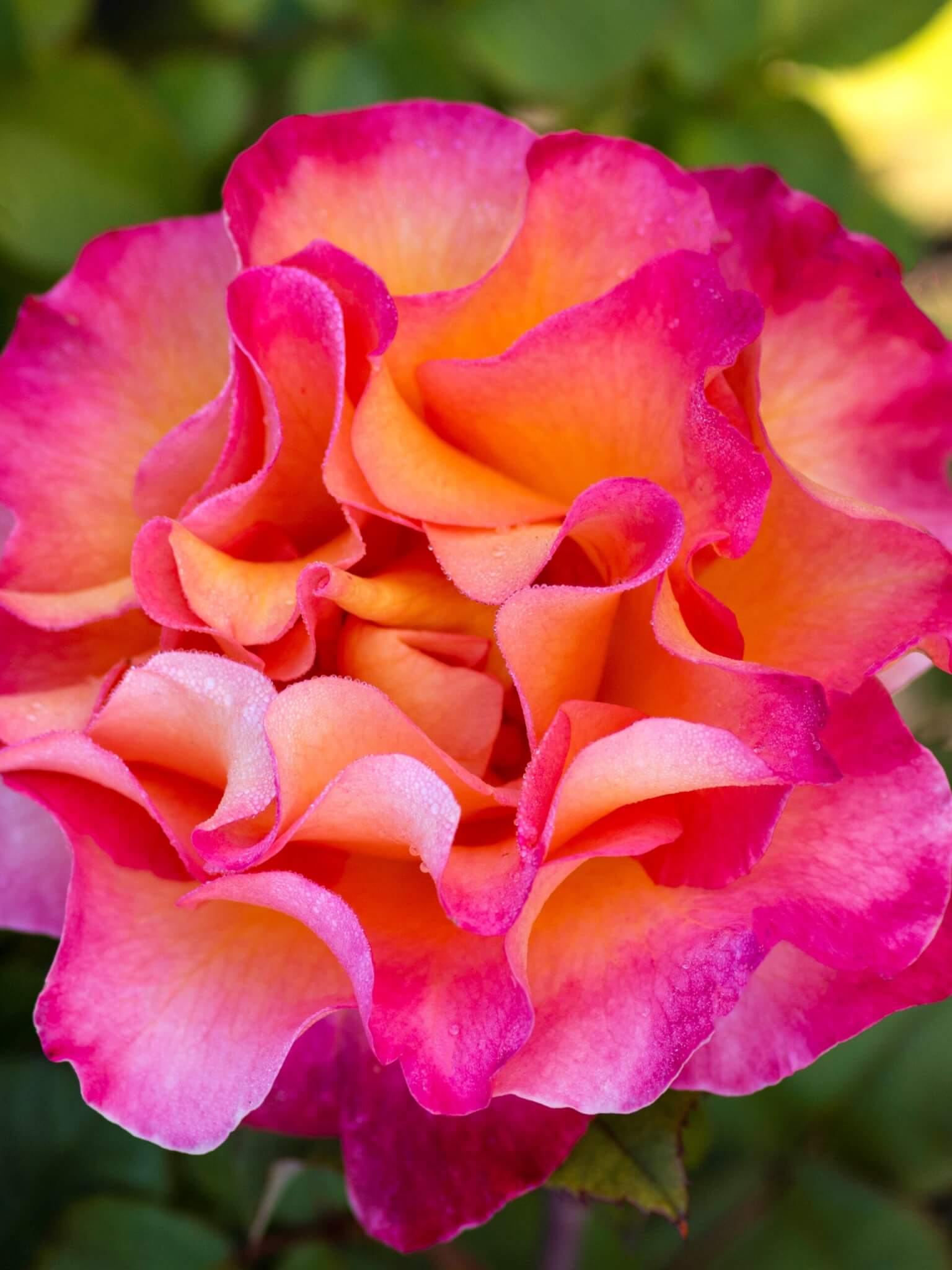 Floribunda Rose, Mardi Gras
