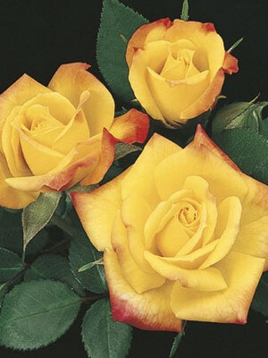 Miniature Rose, Rainbows End