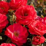 Miniature Rose, Sunblaze Cherry