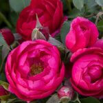 Shrub Rose, Nitty Gritty Pink