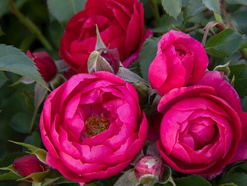 Shrub Rose, Nitty Gritty Pink