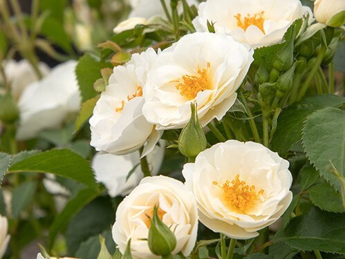 Shrub Rose, Nitty Gritty White