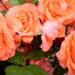 Shrub Rose, Patriot Dream