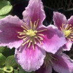Clematis, Piilu