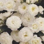 Shrub Rose, Pillow Fight