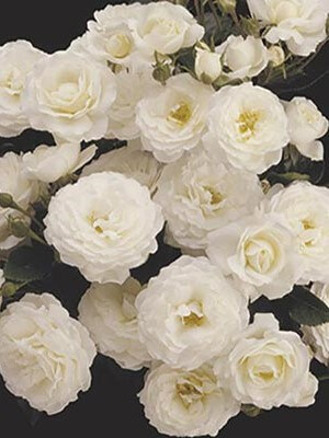 Shrub Rose, Pillow Fight