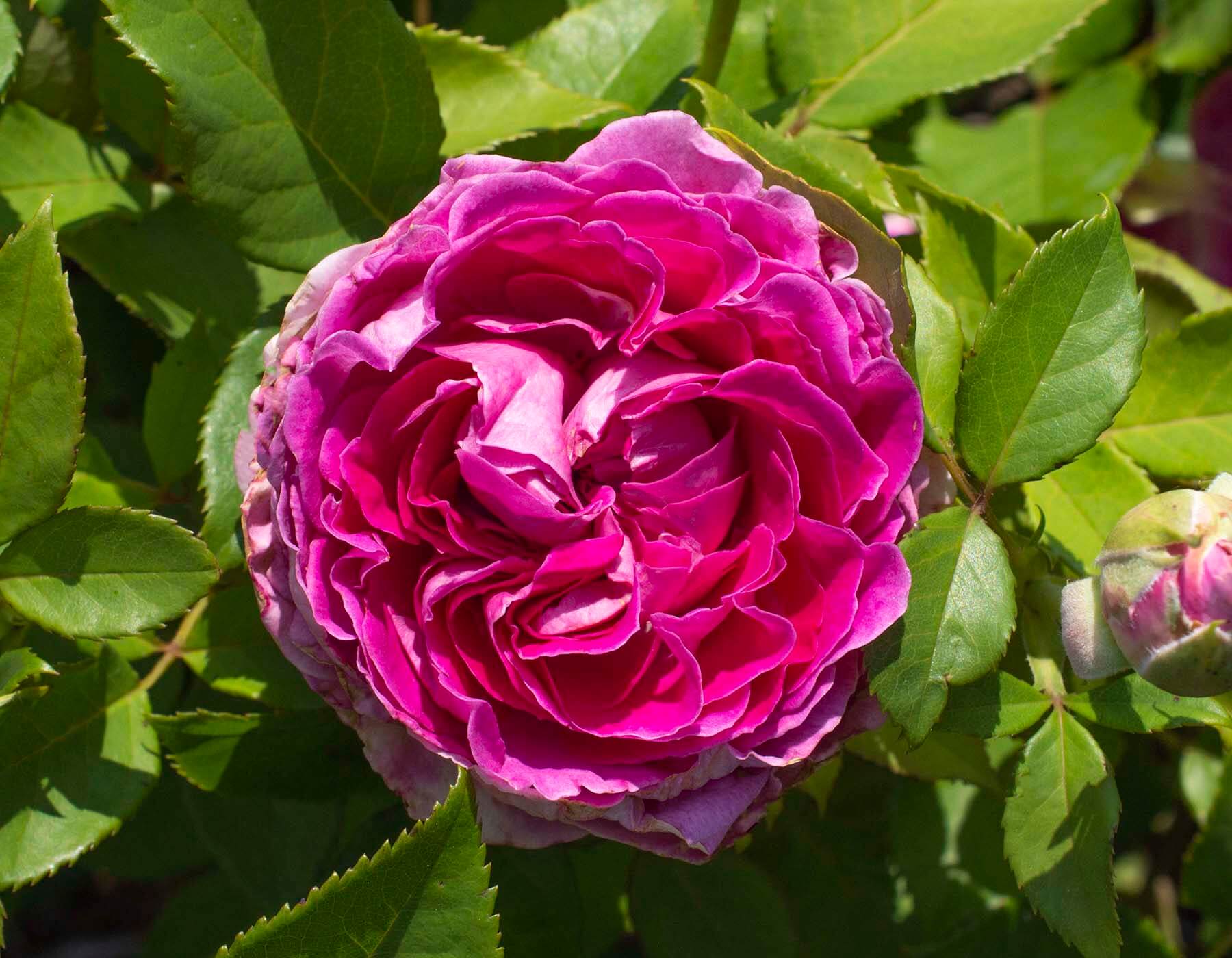 Rosa 'KORcarmsis'