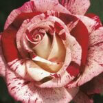 Grandiflora Rose, Rock & Roll
