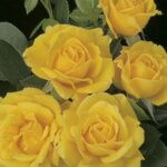 Floribunda Rose, Shockwave