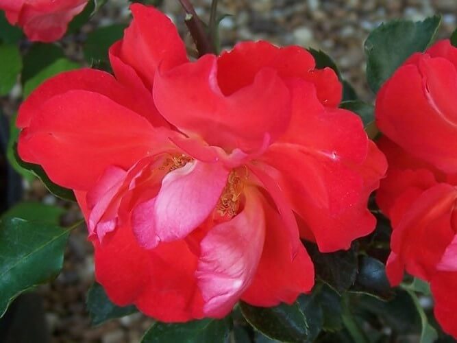 Shrub Rose, Caramba