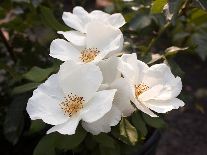 Shrub Rose, White Knockout