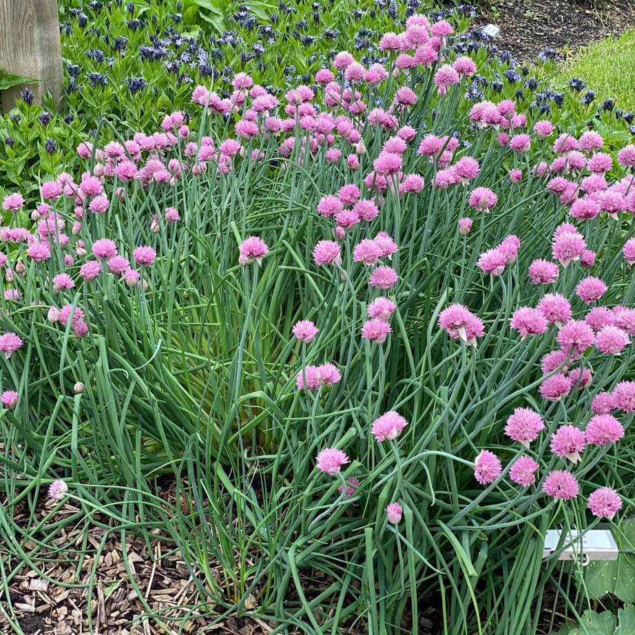 Allium, Forescate