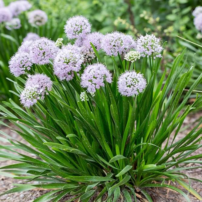 Allium, Summer Peek-a-Boo