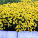 Alyssum, Golden Spring