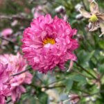 Anemone, PUFF Pink