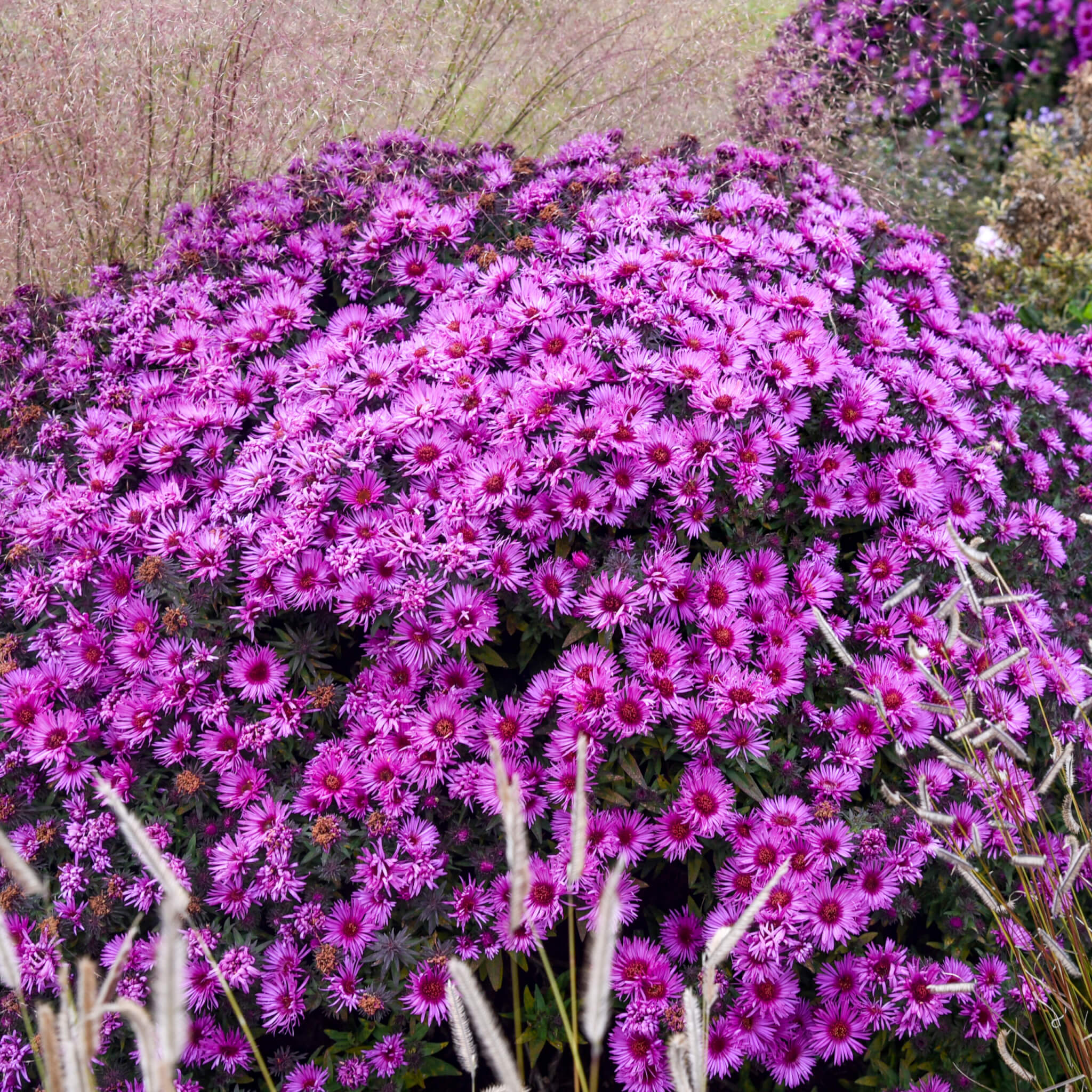 Aster, Pink Crush