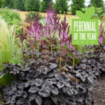Astilbe, Dark Side of the Moon